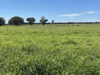 Farm For Sale - QLD - Dirranbandi - 4486 - Versatile Mixed Farm With Plenty Of Upside  (Image 2)