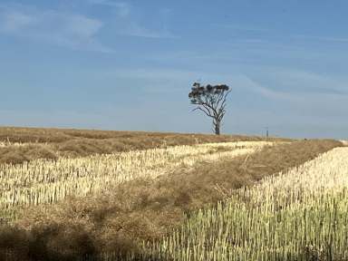 Farm Auction - SA - Bordertown - 5268 - Prime Cropping Country  (Image 2)