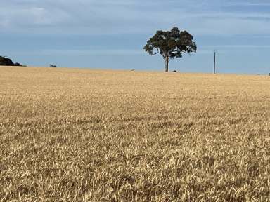 Farm Auction - SA - Bordertown - 5268 - Prime Cropping Country  (Image 2)