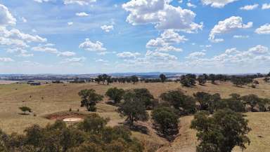 Farm For Sale - NSW - Canowindra - 2804 - "Karinya"  (Image 2)