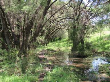 Farm For Sale - NSW - Bingara - 2404 - Water….Feed !!!!  (Image 2)