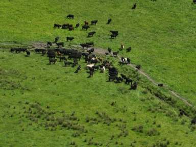 Farm For Sale - TAS - Quamby Brook - 7304 - Early Rises  (Image 2)