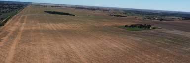 Farm For Sale - SA - Yamba - 5340 - SOME OF THE BEST SOILS IN THE RIVERLAND!  (Image 2)