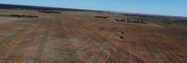 Farm For Sale - SA - Yamba - 5340 - SOME OF THE BEST SOILS IN THE RIVERLAND!  (Image 2)