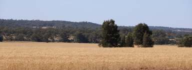 Farm For Sale - NSW - Parkes - 2870 - Fertile Cropping Country  (Image 2)