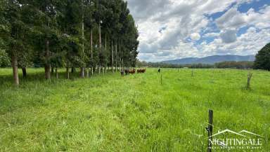 Farm For Sale - QLD - Atherton - 4883 - Private I Lifestyle I Location  (Image 2)