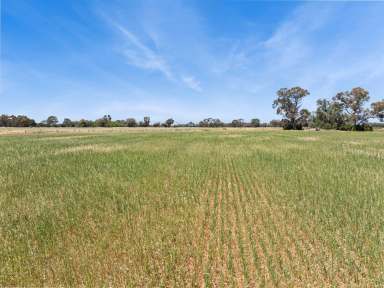 Farm For Sale - VIC - Lockington - 3563 - Well Positioned 123 Acre Irrigation Farm  (Image 2)