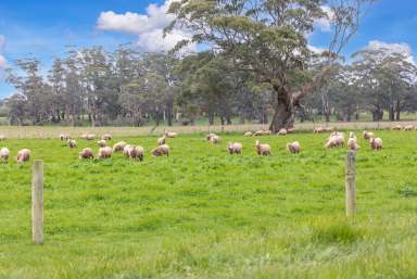 Farm Sold - VIC - Bullarook - 3352 - "Glenbrook" – Rich volcanic soils, high quality water, rare opportunity.  (Image 2)