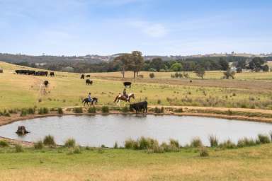 Farm For Sale - NSW - Springrange - 2618 - Where Are You Living Next Christmas?  (Image 2)