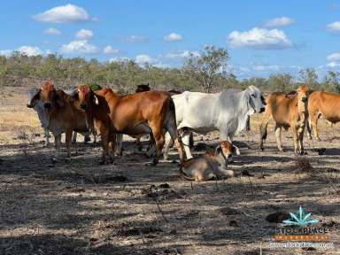 Farm For Sale - QLD - Charters Towers - 4820 - Reedybrook, Premium, Charters Towers grazing property  (Image 2)