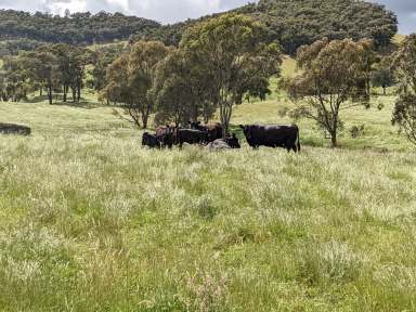 Farm For Sale - VIC - Bobinawarrah - 3678 - Productivity Plus  (Image 2)