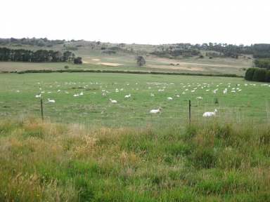 Farm For Sale - TAS - Stonehenge - 7120 - Historic South Rhodes  (Image 2)