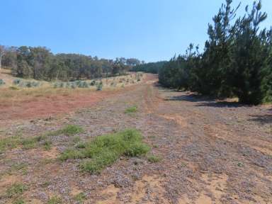 Farm For Sale - WA - East Nannup - 6275 - 'Linden Farm' 92Ha* (approx. 227.3Ac*)  (Image 2)