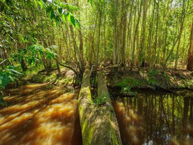 Farm For Sale - NSW - Bellingen - 2454 - Create a Stunning Rural Lifestyle on this 23.35acres of Vacant Land  (Image 2)