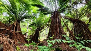 Farm For Sale - TAS - Kellevie - 7176 - Discover a world of raw, unspoiled beauty in the foothills of the Wielangta Forest, just 45 minutes from Hobart.  (Image 2)