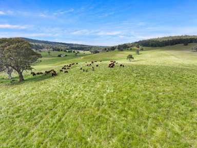 Farm For Sale - VIC - Bendoc - 3888 - Lifestyle or grazing opportunity!  (Image 2)