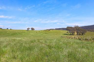 Farm For Sale - VIC - Bendoc - 3888 - Lifestyle or grazing opportunity!  (Image 2)