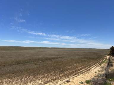 Farm For Sale - SA - Pinnaroo - 5304 - 8689 Browns Well Highway, Pinnaroo  (Image 2)