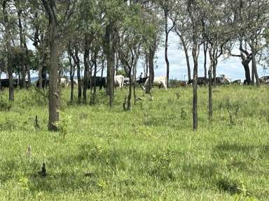 Farm For Sale - QLD - Wyreema - 4352 - Blue Chip Wyreema - 140acres  (Image 2)