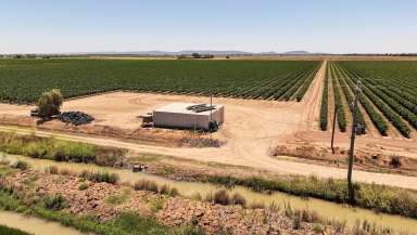 Farm For Sale - NSW - Bilbul - 2680 - MANICURED VINEYARD WITH CROP  (Image 2)