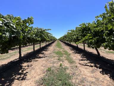 Farm For Sale - NSW - Bilbul - 2680 - MANICURED VINEYARD WITH CROP  (Image 2)