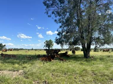 Farm For Sale - QLD - Roma - 4455 - Developed Grazing close to Roma  (Image 2)