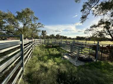 Farm For Sale - QLD - Roma - 4455 - Developed Grazing close to Roma  (Image 2)