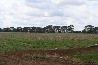 Farm For Sale - VIC - Calivil - 3573 - "Meighans"  (Image 2)