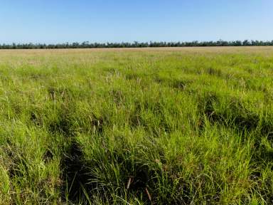 Farm For Sale - QLD - Surat - 4417 - Big Body of Buffel Grass  (Image 2)