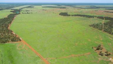 Farm For Sale - QLD - Surat - 4417 - Big Body of Buffel Grass  (Image 2)