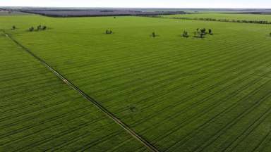 Farm For Sale - NSW - Moree - 2400 - "Terlings" 26734 Newell Highway Moree  (Image 2)