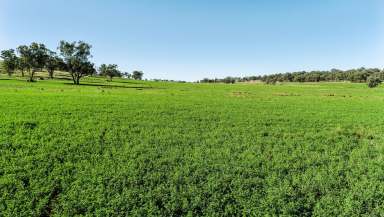 Farm Auction - NSW - Wellington - 2820 - Balanced Farming And Grazing With An Historic Twist  (Image 2)