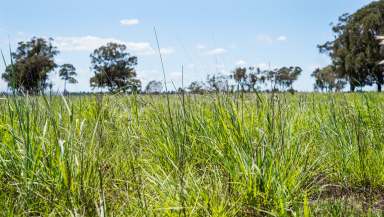 Farm Auction - NSW - Binnaway - 2395 - Affordable Livestock & Farming Country  (Image 2)