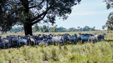 Farm Auction - NSW - Binnaway - 2395 - Affordable Livestock & Farming Country  (Image 2)