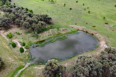 Farm For Sale - QLD - Dululu - 4702 - First Class Country with Excellent Improvements & Location  (Image 2)