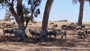 Farm Auction - SA - Custon - 5269 - 505 Bangham Road Custon.  (Image 2)