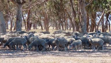 Farm Auction - SA - Custon - 5269 - 505 Bangham Road Custon.  (Image 2)