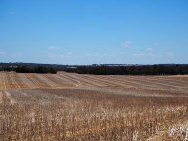 Farm For Sale - WA - Cranbrook - 6321 - Glenrock, Frankland-Cranbrook Road, Cranbrook - productive mixed farming property  (Image 2)