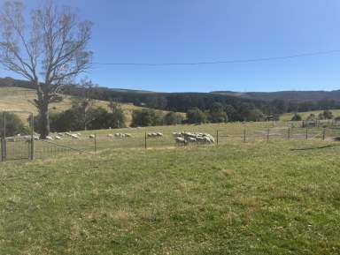 Farm Auction - NSW - Walang - 2795 - "Willow Glen" - Great Opportunity for a Small Farm  (Image 2)