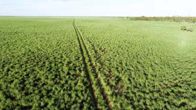 Farm Auction - QLD - Cunnamulla - 4490 - Prime Cunnamulla Grazing Country  (Image 2)