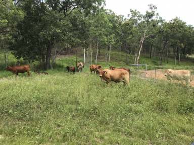 Farm For Sale - QLD - Carmila - 4739 - Grazing & Lifestyle South of Sarina  (Image 2)