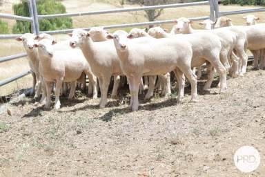 Farm For Sale - NSW - Cadia - 2800 - Ashburnia Lamb Rams now available  (Image 2)