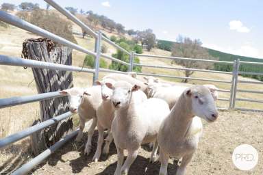 Farm For Sale - NSW - Cadia - 2800 - Ashburnia Lamb Rams now available  (Image 2)