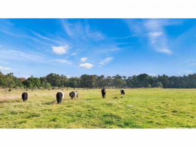 Farm For Sale - VIC - Sarsfield - 3875 - Large Acreage Close to Bairnsdale  (Image 2)