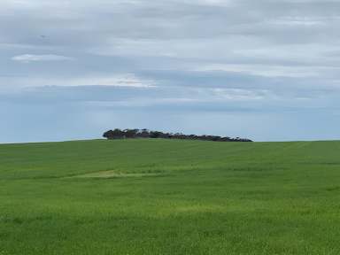 Farm For Sale - SA - Murdinga - 5607 - The Block - 2414 Murdinga Murlong Road, Murdinga  (Image 2)