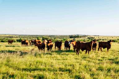 Farm For Sale - QLD - Waikola - 4420 - INSTITUTIONAL SCALE CATTLE BACKGROUNDING & FINISHING OPPORTUNITY  (Image 2)