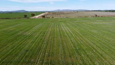 Farm Auction - SA - Booleroo Centre - 5482 - Opportunity to Expand on Current Operations  (Image 2)