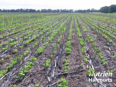 Farm Auction - QLD - Canaga - 4413 - Great Additional Farming with Mung Beans  (Image 2)