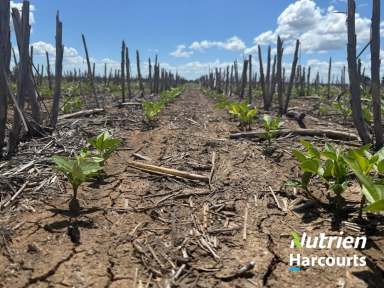 Farm Auction - QLD - Canaga - 4413 - Great Additional Farming with Mung Beans  (Image 2)