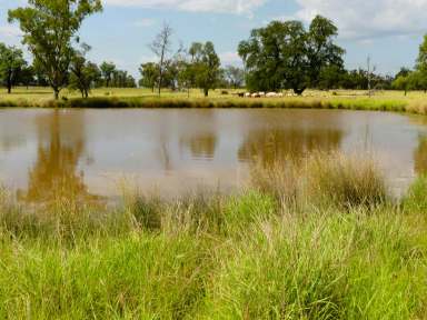 Farm For Sale - QLD - Surat - 4417 - Private Rural Grazing & Lifestyle Property  (Image 2)